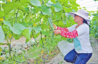 �������֣����紴ҵ����չ��̬ũҵ