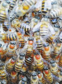 ����������÷�У���������ͷ�з�