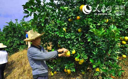 ����ʮ�£��޵���ȿ�ʼ��ժ��