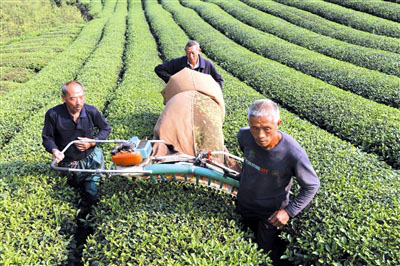 �㽭�����أ���Ҷ��ժ����������β�׶�