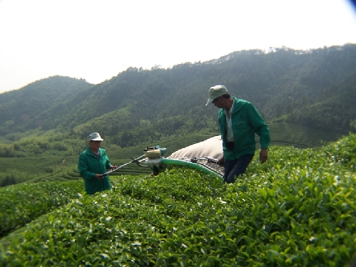 �㽭�ٰ���ץס����� �����»���