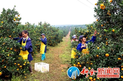 С�۽�Ӯ���г� ���������۽������13.6��Ķ