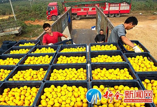 10��29�գ�Ҧ�������Ϲ�԰��ũ����װ��һ�������������۽�ר����