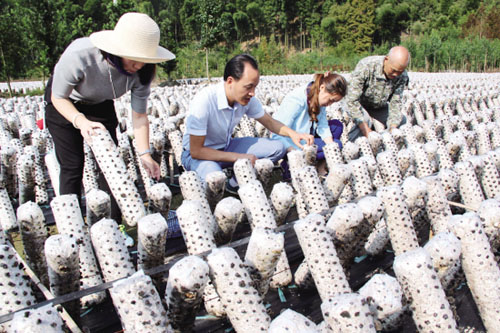 �㽭�𻪣�ɳ�ľ������