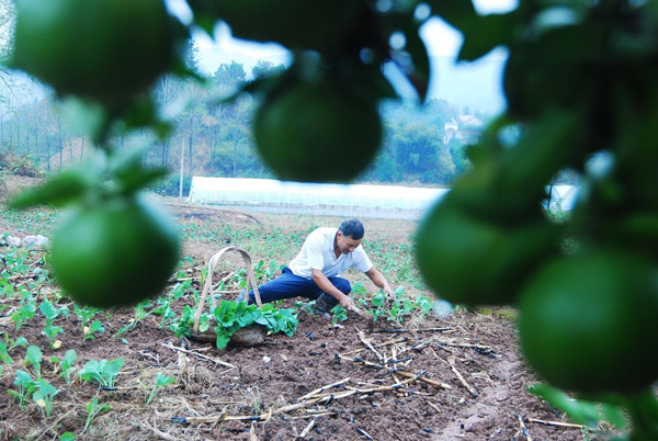 �㽭��������ɫ������ֲ���Ͳ� ˫�͸ߺ����ֳ�����