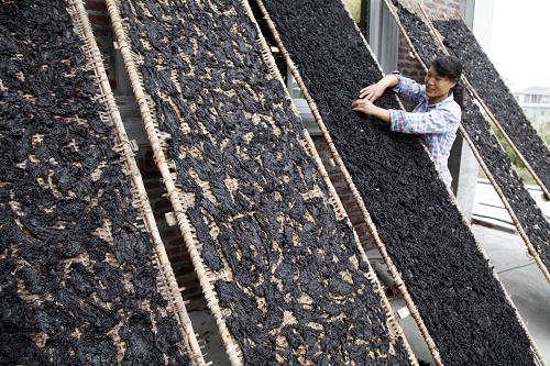 11��12�գ��ڸ���ʡ�����н�ɽ�壬��������ɹ�ϲˡ�