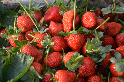 �Ĵ���֦���ʺ��а����ݮ����½������ ����������