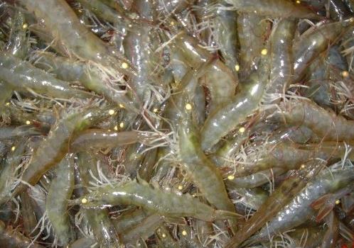 ����������������С������ֳ�����׶�Ϻ��óɹ�