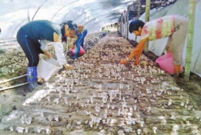 �������֣��м��˵����㹽����