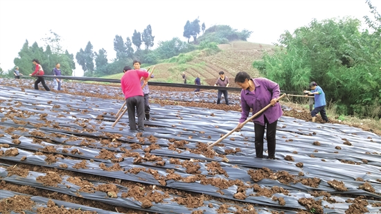 �Ĵ��ڽ���СС��ҩ �����¸�