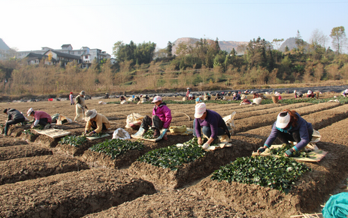 �����׷��ﶬ��ũҵ�ۺϿ��������緱�����ؽ���æ