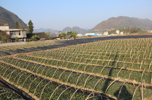 �����׷��ﶬ��ũҵ�ۺϿ��������緱�����ؽ���æ2