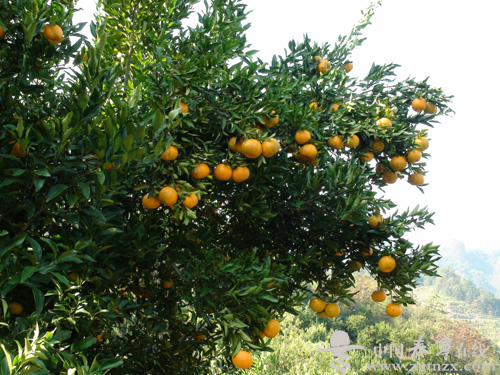 ����̩��÷�ڣ�«��ϲ�����