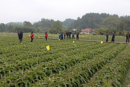 ��������С�գ��ٰ��߲���ֲ����ѵ��