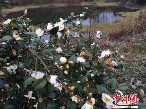 ��ɽ�䡰��ɽ�� �㽭�������Ͳ�Ϊý��������̬��