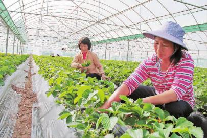 ������������ݮ�軨���������