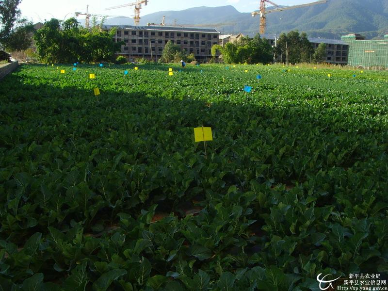 ������ƽ�عųǽֵ��ƹ��߲˲��溦��ɫ���ؼ���