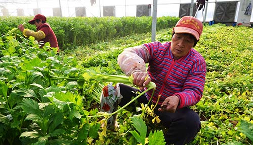 ɽ��Ϋ�����������ϲ����