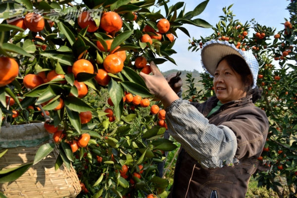 ���������ء�����١����� ��Ч��������ũ���¸�