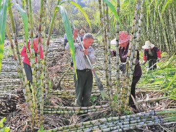 ������Ϫ����ѩ��ÿĶ����8000Ԫ