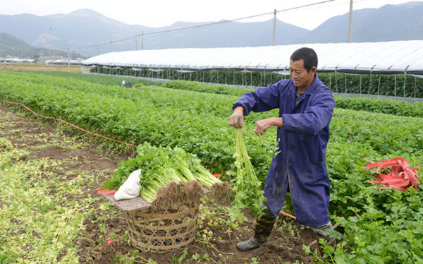 �㽭���ϣ��۲˼ۼ���ũ