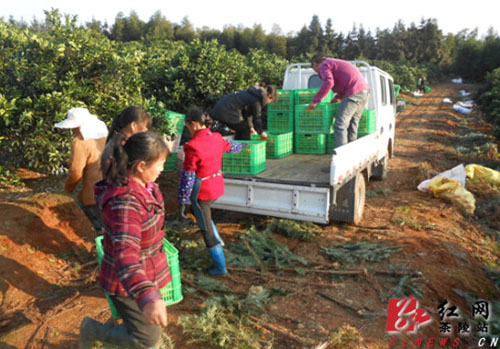 �������޲��꣺��ʯ����ȡ���������