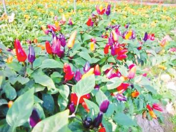 �����������ƣ����С����