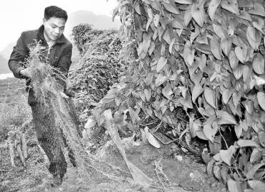 �������ﻪ�ˣ��ɹ���������ɽ