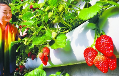 ����������ݮ���� �۸��ȥ��ͬ�ڱ���