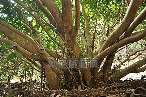 �㽭��Ȫ��С÷�˱�ɽ����Ұ����������