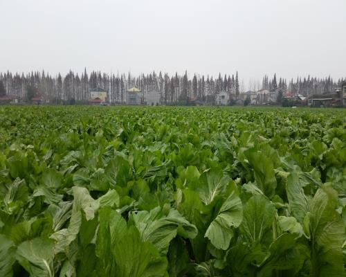 ���ϴ�ͨ������ԭ�����綬���߲˴�����