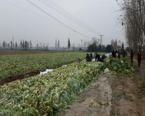 ���ӹ������ջ���ʲ�