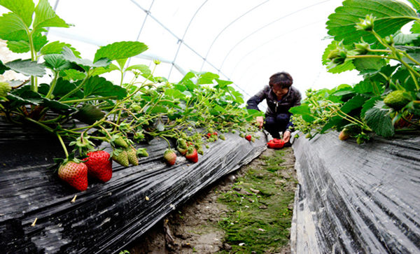 �㽭�����أ����ز�ݮ����