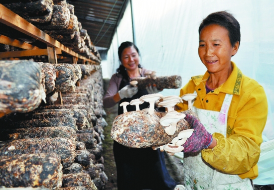 �㽭��Ԫ�أ�����ʳ�þ���������ӭ���㹽������