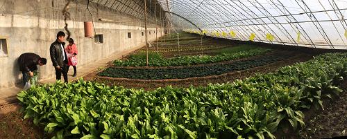 12��23�գ������ڱ��������������ϲ�ժ԰�ڲ�ժ�����߲�