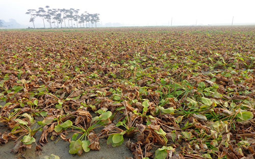 �Ĵ�üɽ����ɽ������кҩ�ķ�������