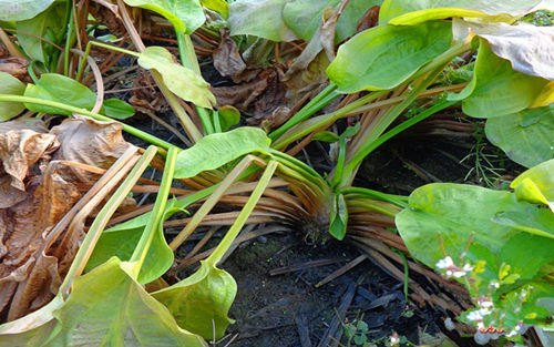 �������к����