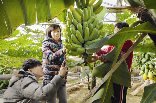 ɽ����ͬũ����㽶�ֽ������﷢չ�۹�ũҵ