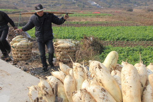 �㽭���ݣ��ܲ����� �۸����