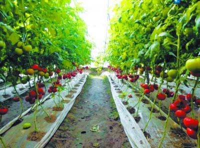 ����Խ���߲˼�ʱ��������