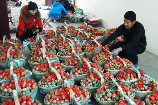 �㽭�����У���ڵ� ��ݮ��