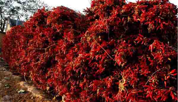 ɽ����ڣ�����������ũ�񷸳���