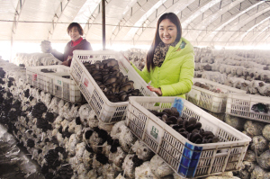 �������������巢չ��ʩũҵ��Ч����