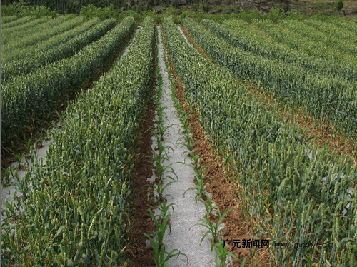 ����2014ר�ⱨ�����Ĵ���Ԫũҵ��չ