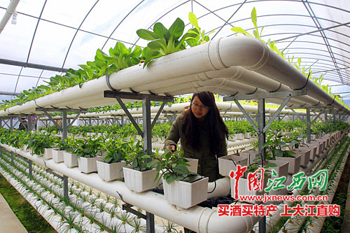 �ϲ�����������ɭ����̬԰������ʽ�߲����������Ϊ�۹������¾���