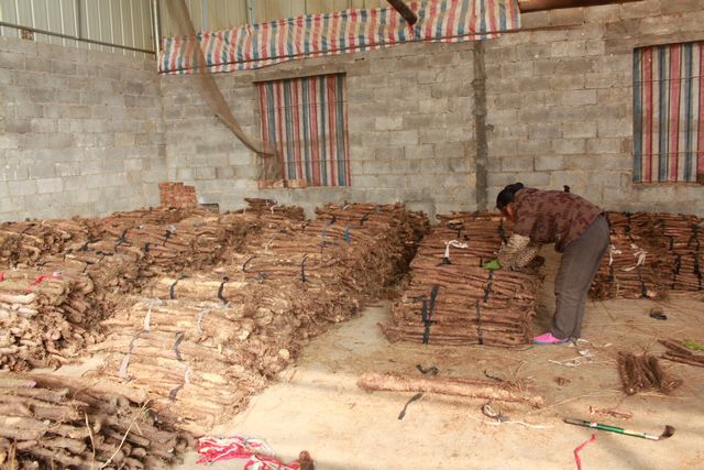 广西宜州种植紫玉淮山喜获丰收
