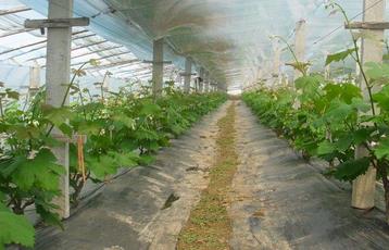 �����������������Ѳ�ҵ���չ