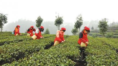 �����Ʒ�� ���Ĵ��˱�����Ƭ��������