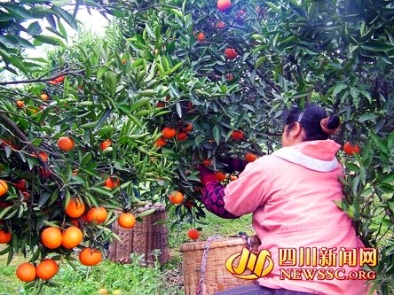 �Ĵ���ɽ���Ʒ������ϲ�����