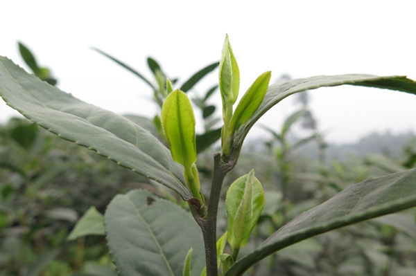 �Ĵ���300Ķ��԰��ѿ�� ��Ϊ������ǰһ����������